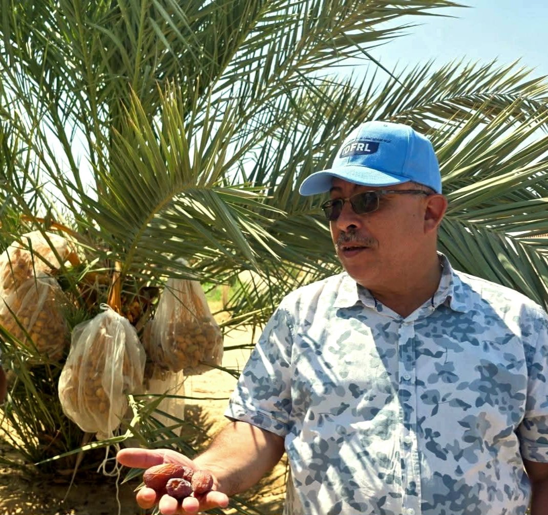 وكيل زراعة الوادي الجديد يتابع أعمال جنى تمر المجدول وكيل زراعة الوادي الجديد يتابع أعمال جنى تمر المجدول