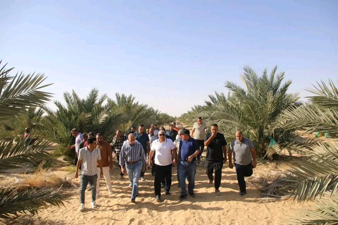زراعة 7000 فدان باشجارالنخيل المتميز بالفرافرة زراعة 7000 فدان باشجارالنخيل المتميز بالفرافرة