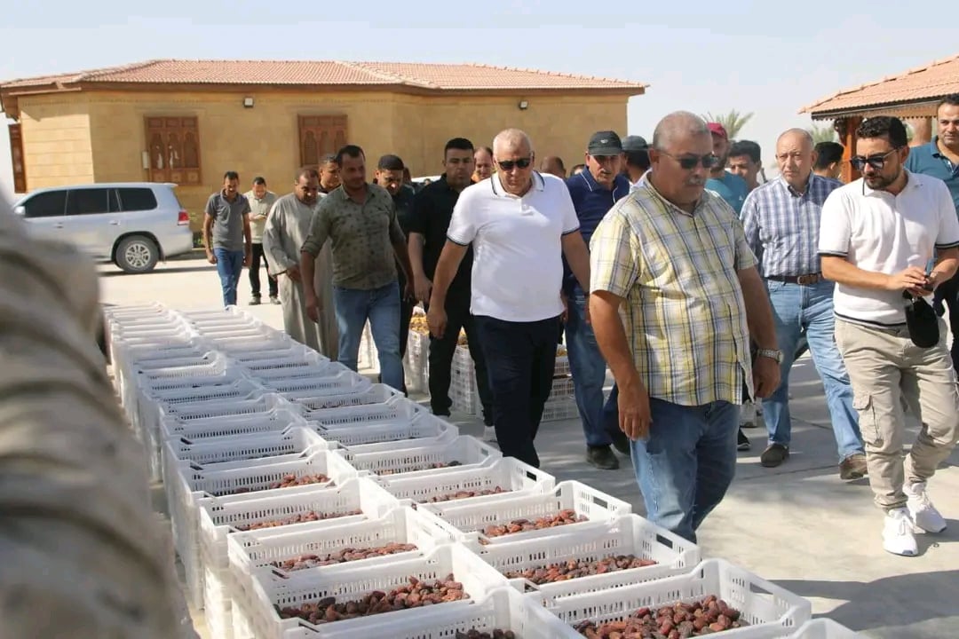 انتاج وفير من البلح المجدول بالوادى الجديد انتاج وفير من البلح المجدول بالوادى الجديد
