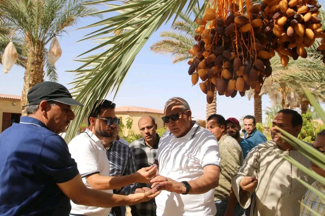 محافظ الوادي الجديد يتفقد مزارع البلح البارحي محافظ الوادي الجديد يتفقد مزارع البلح البارحي
