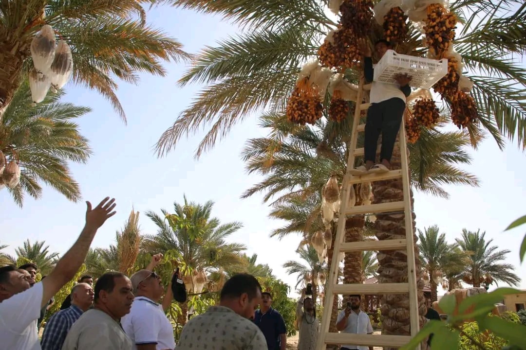 جانب من انتاج مزارع النخيل المتميز بالوادى الجديد جانب من انتاج مزارع النخيل المتميز بالوادى الجديد