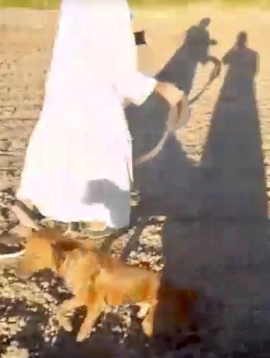 فرحة لحظات خروج الكلب من البئر بمحاولات الأسرة فرحة لحظات خروج الكلب من البئر بمحاولات الأسرة