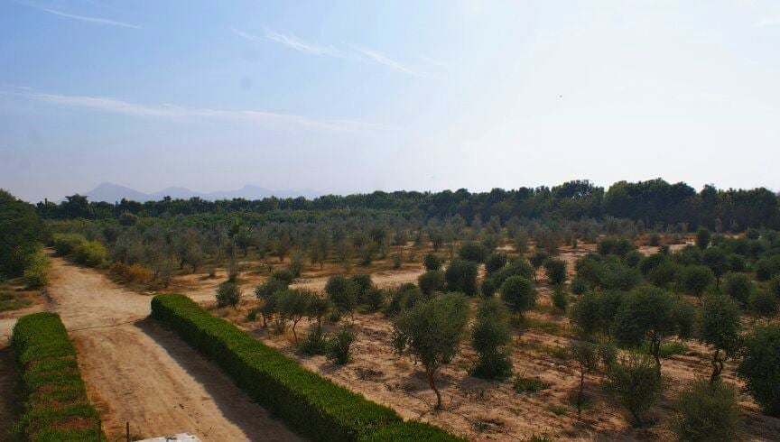 الغابات الشجرية في شرق وغرب الأقصر بوابة معالجة مياه الصرف الغابات الشجرية في شرق وغرب الأقصر بوابة معالجة مياه الصرف