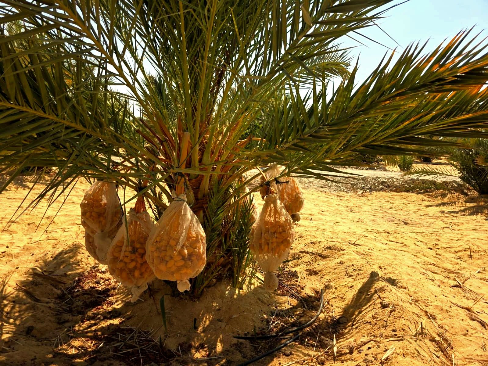 اشجار نخيل البارحي بالفرافرة اشجار نخيل البارحي بالفرافرة