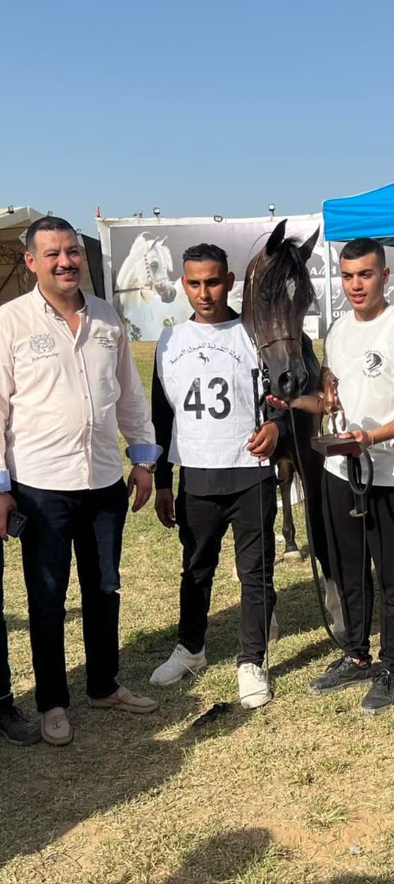 تدريب الخيول