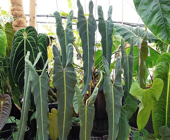 فيلوديندرون سبيريتوس سانكتي