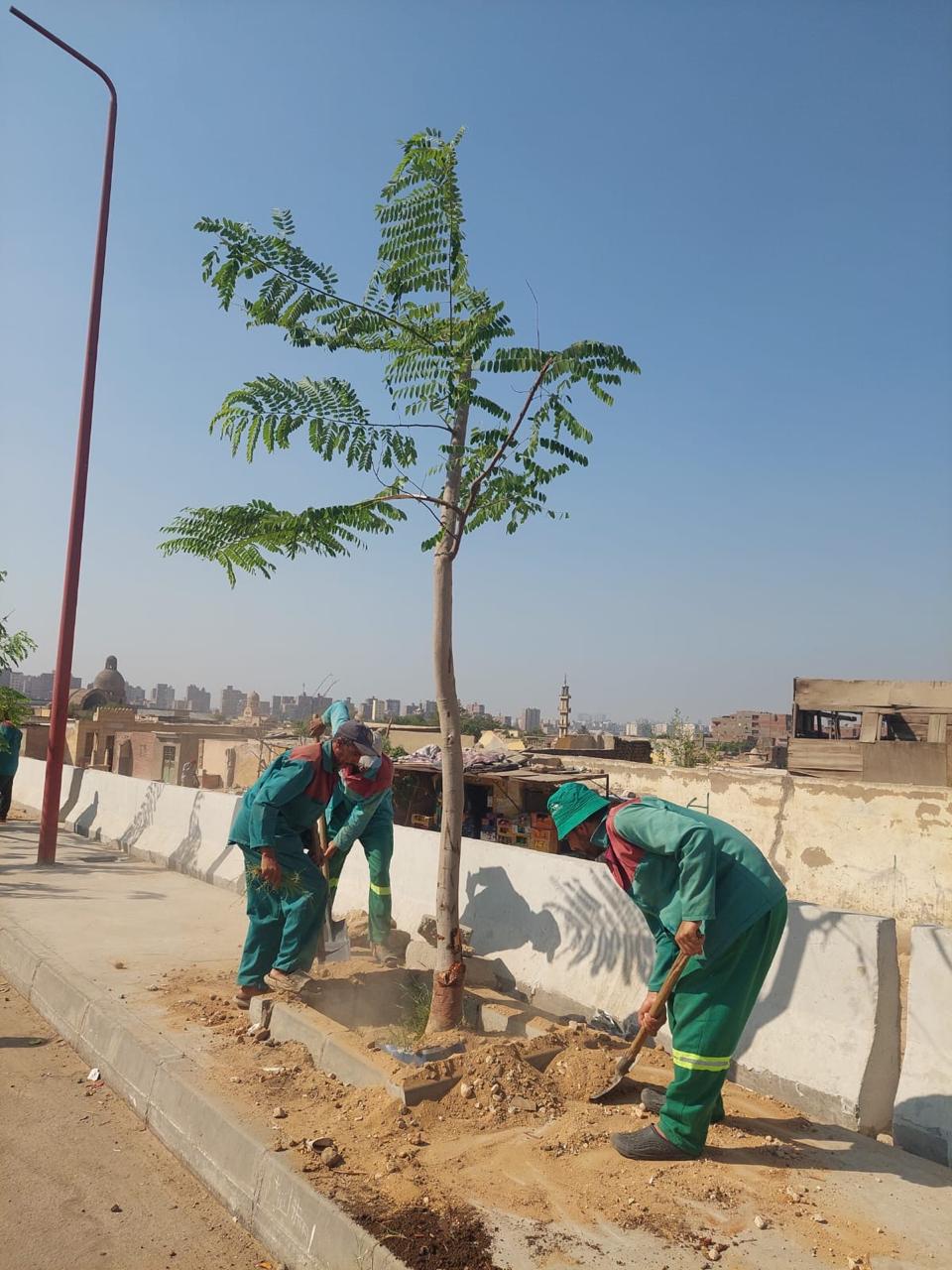 زراعة الأشجار زراعة الأشجار