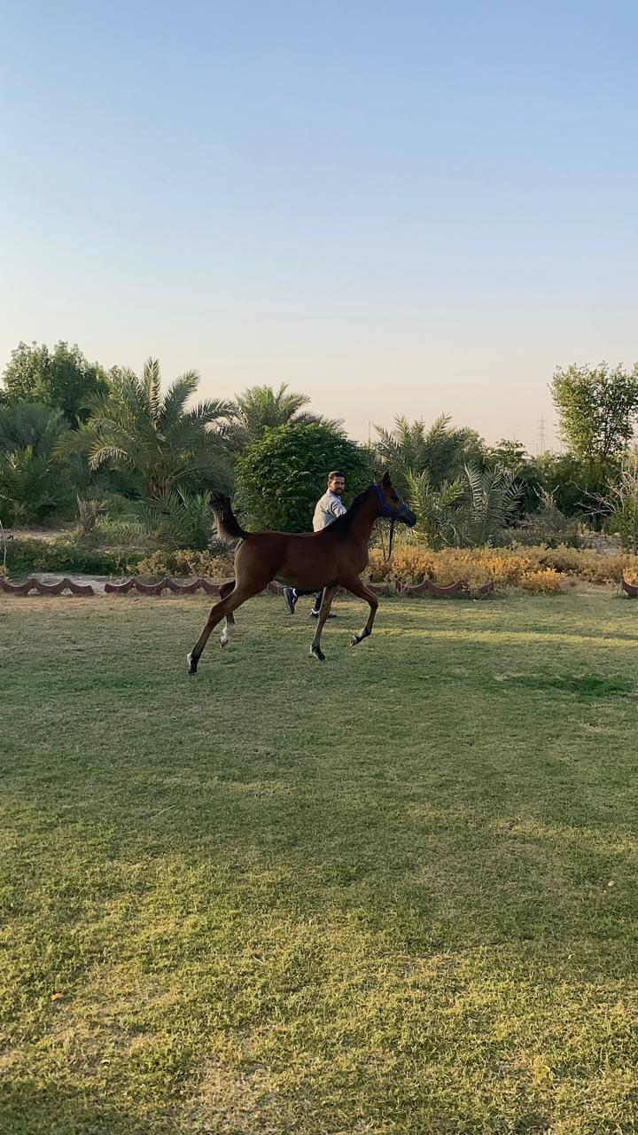 تدريب الخيول تدريب الخيول