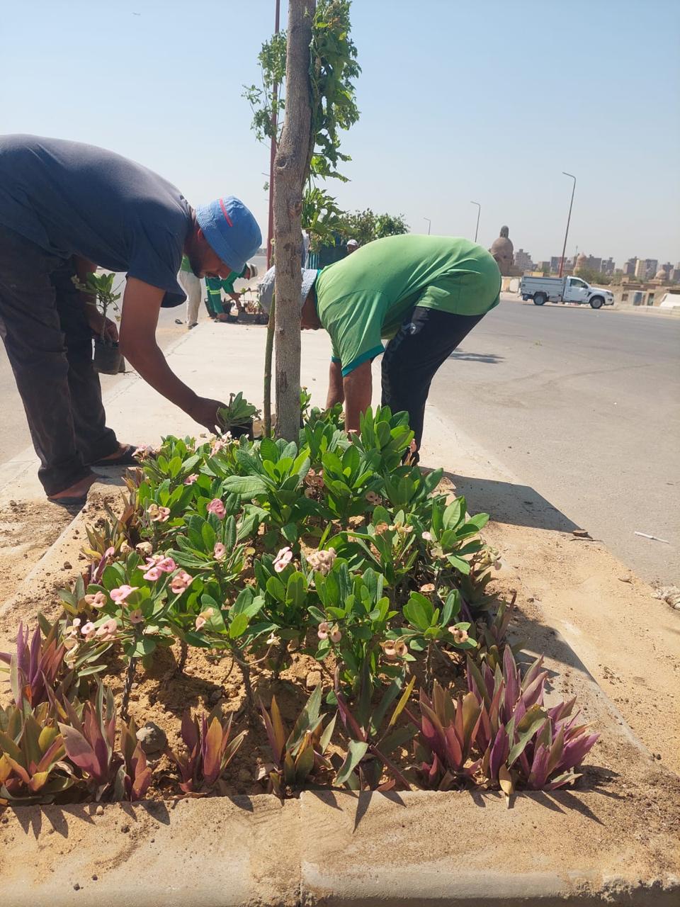 زراعة محور صلاح سالم الجديد ضمن مبادرة 100 مليون شجرة زراعة محور صلاح سالم الجديد ضمن مبادرة 100 مليون شجرة