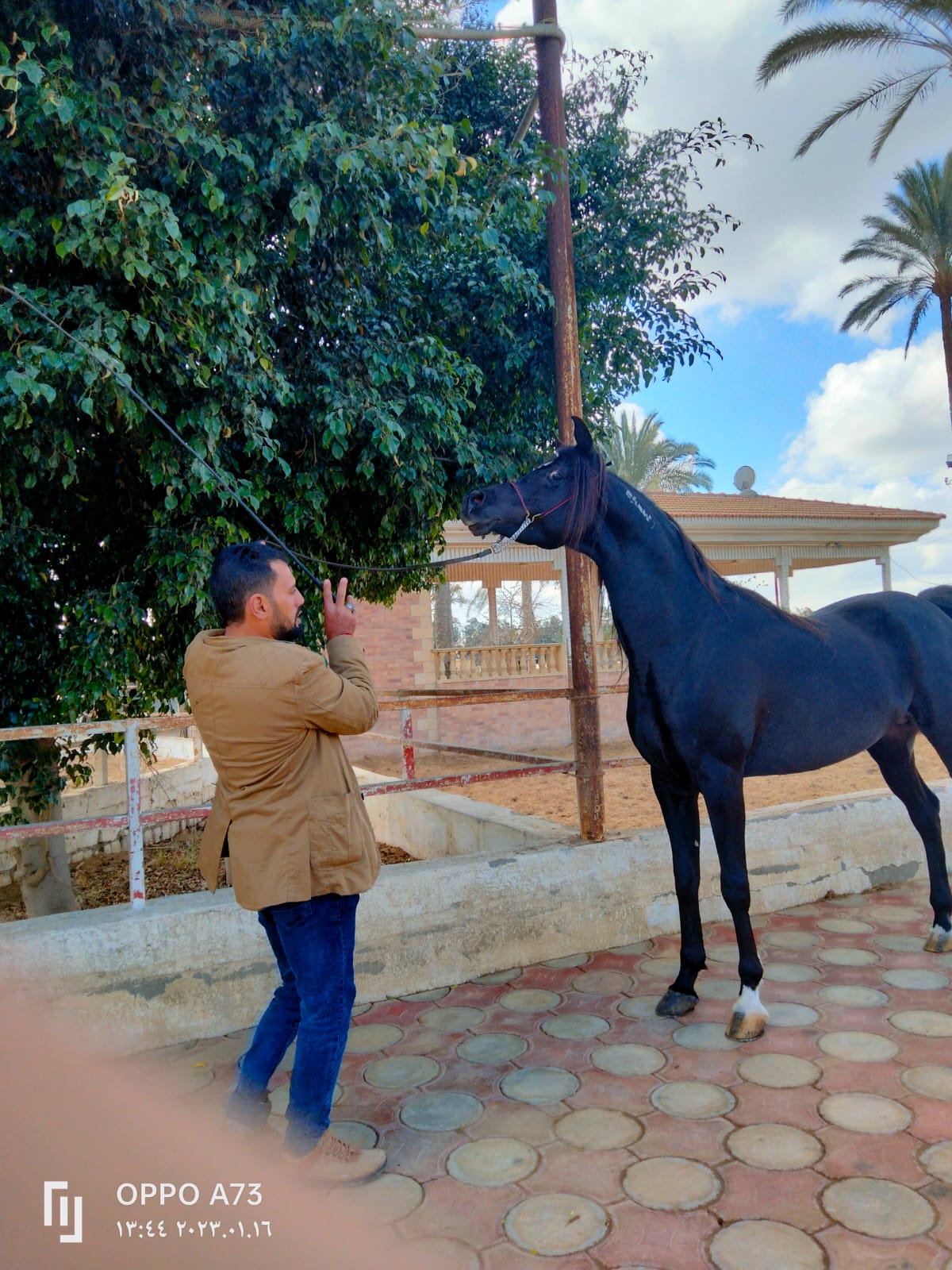 تدريب الخيول تدريب الخيول