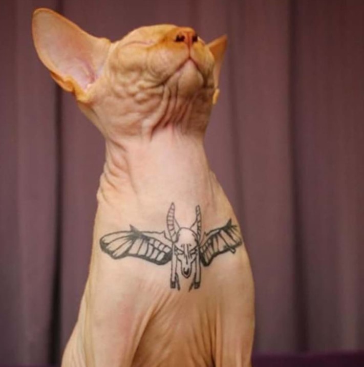 رسم تاتو على قط