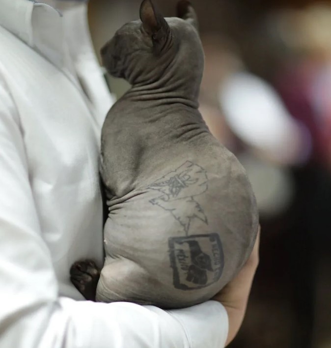 أضرار رسم التاتو على الحيوان الأليف