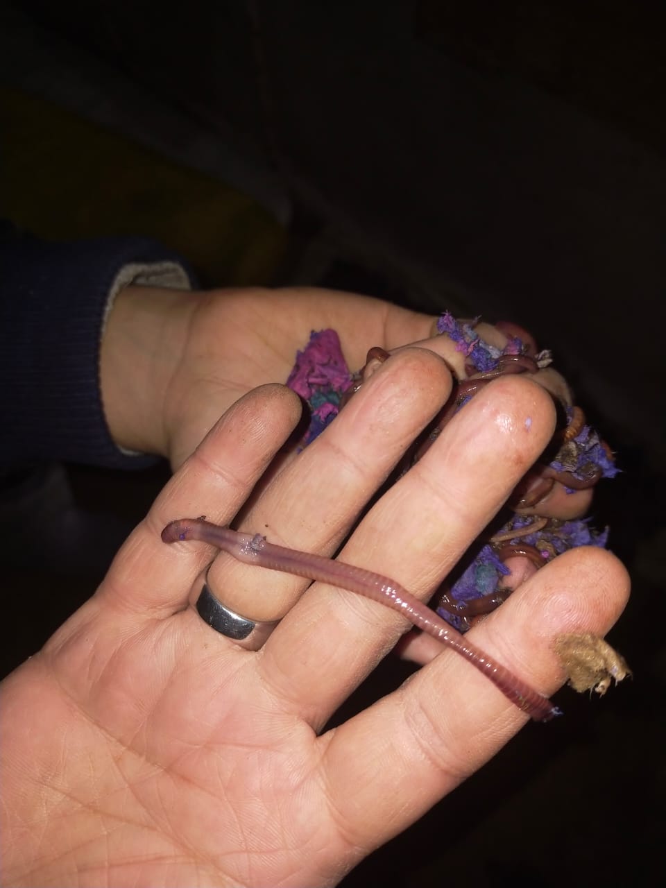 11 (5)