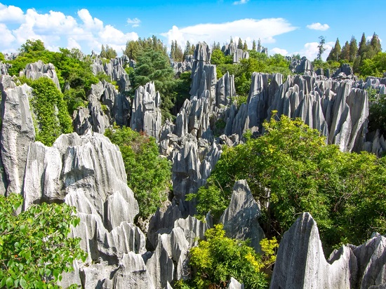 غابة شيلين ستون