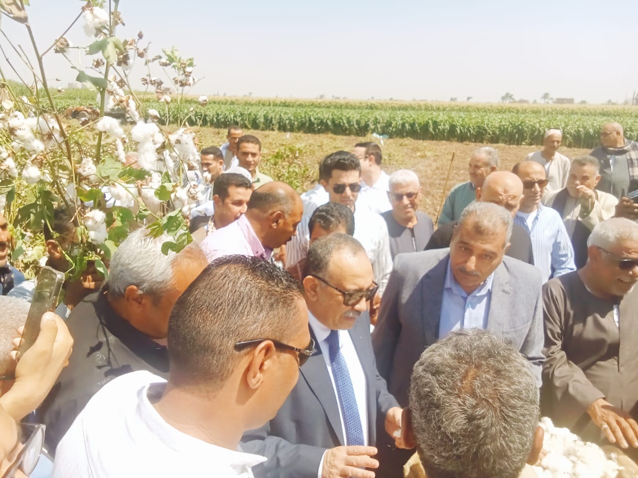 محافظ أسيوط يتابع جنى القطن فى أسيوط محافظ أسيوط يتابع جنى القطن فى أسيوط