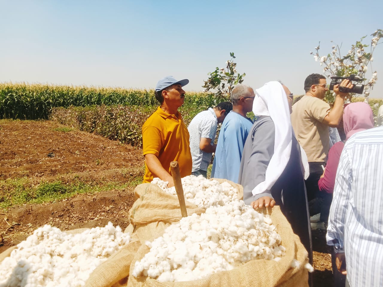 جمع القطن جمع القطن