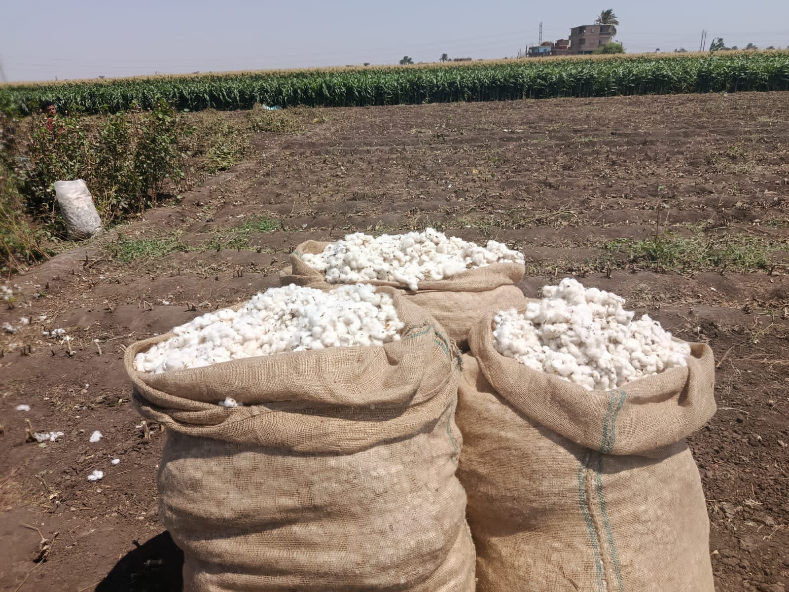 جنى القطن فى أسيوط جنى القطن فى أسيوط