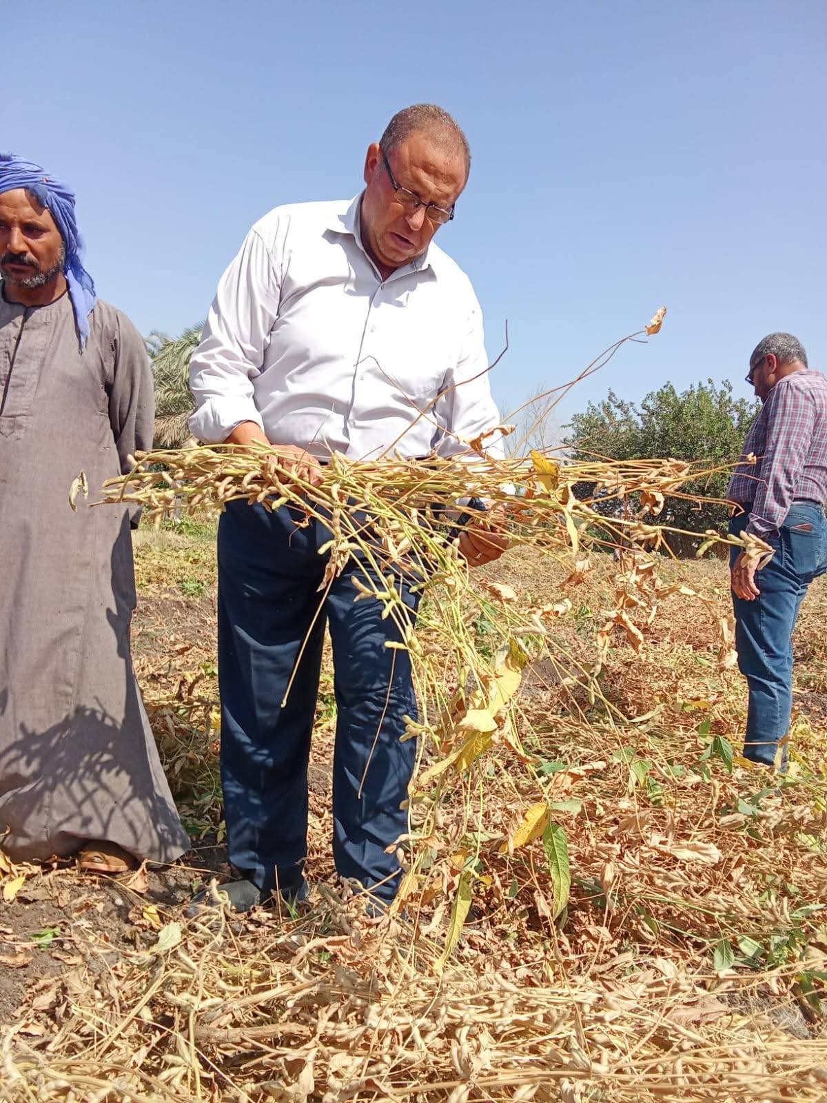 محصول الفول الصويا بأراضى المنيا (3)