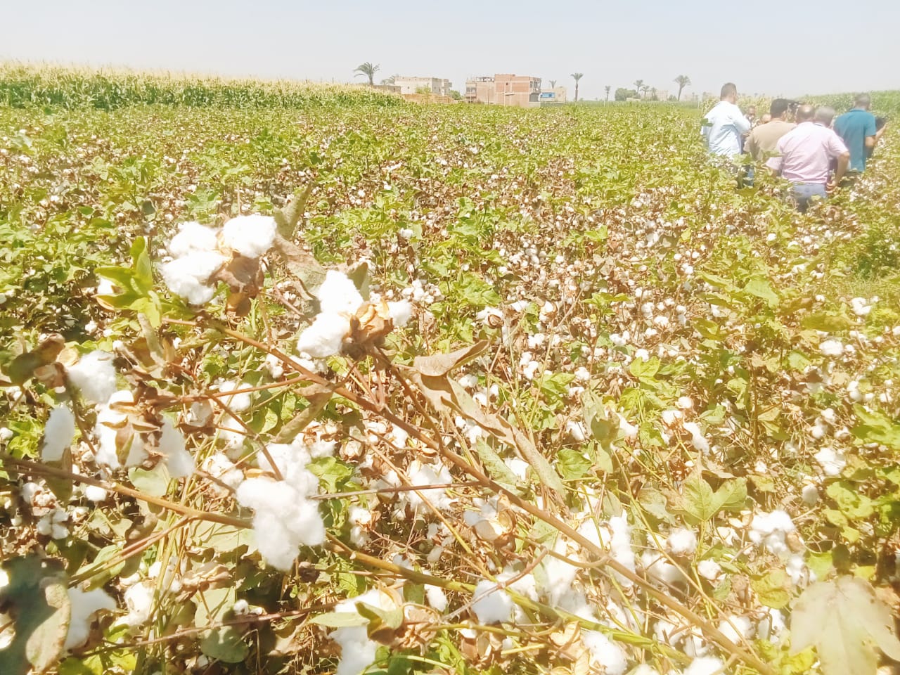 جنى القطن جنى القطن