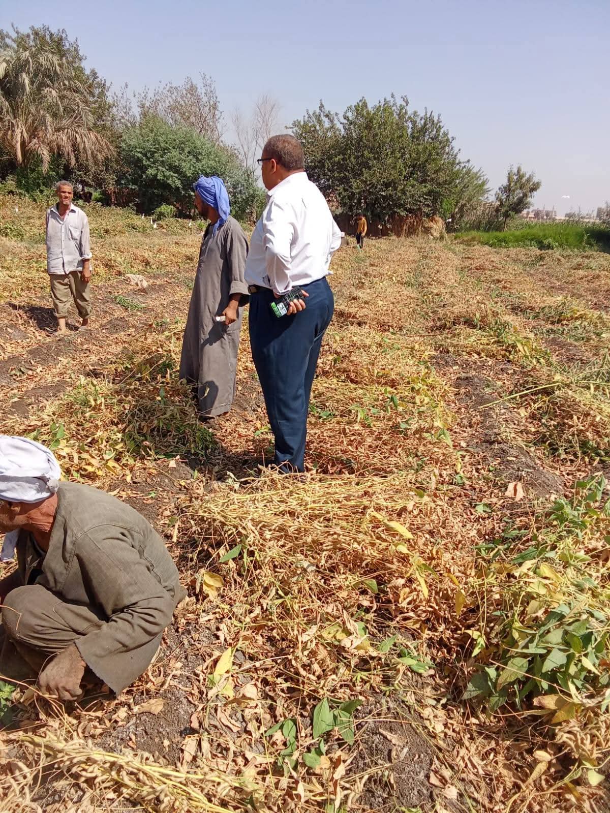 محصول الفول الصويا بأراضى المنيا (2)