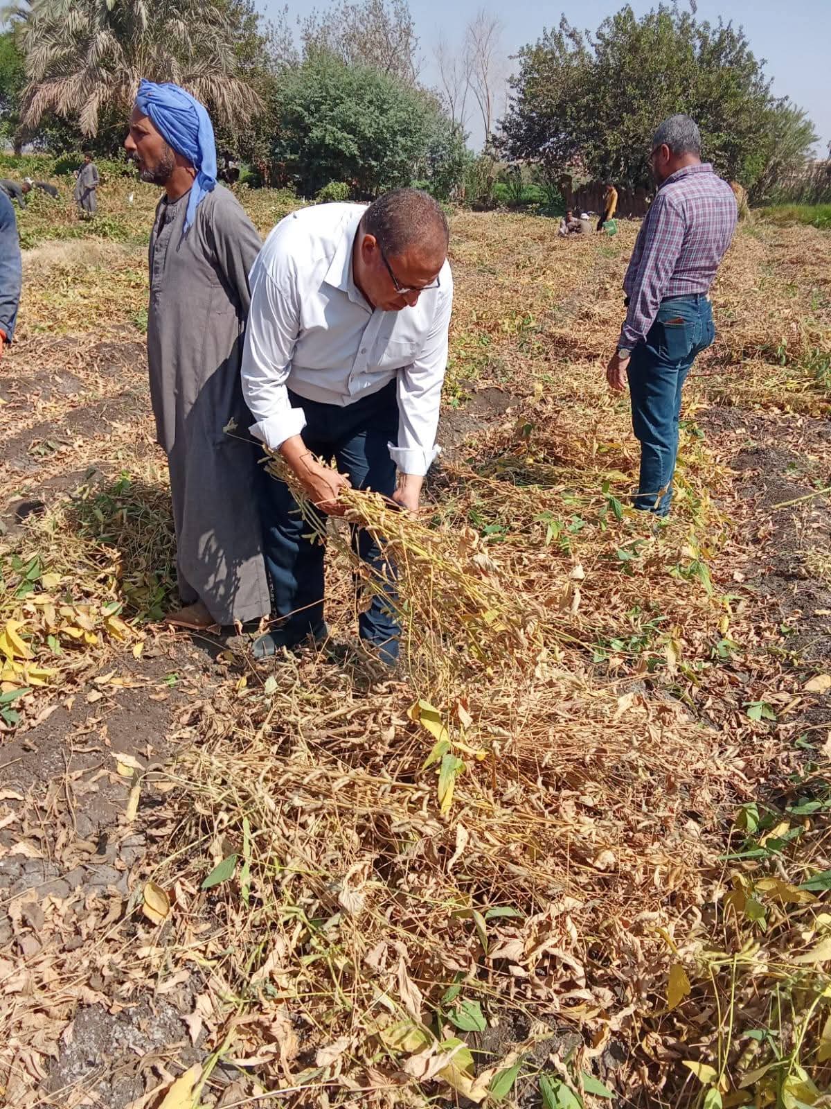 محصول الفول الصويا بأراضى المنيا (1)