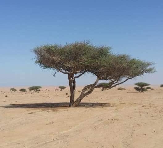 صديقة الراعى خلال الرعى صديقة الراعى خلال الرعى