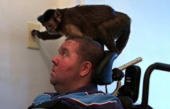 تدريب القرود على المساعدة