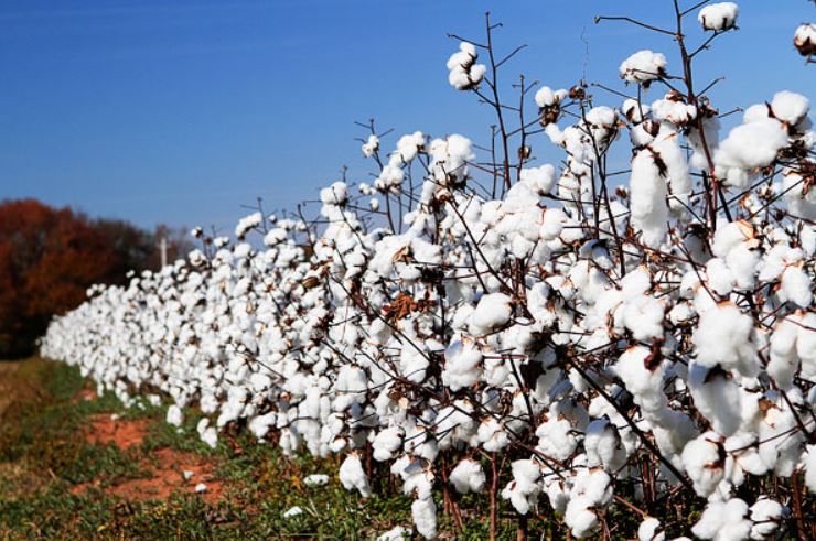 جنى القطن (1)