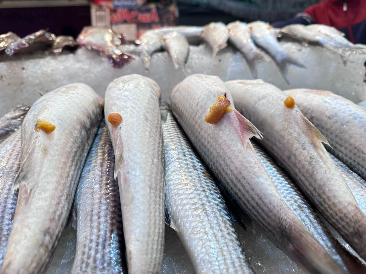 بطارخ السمك بطارخ السمك