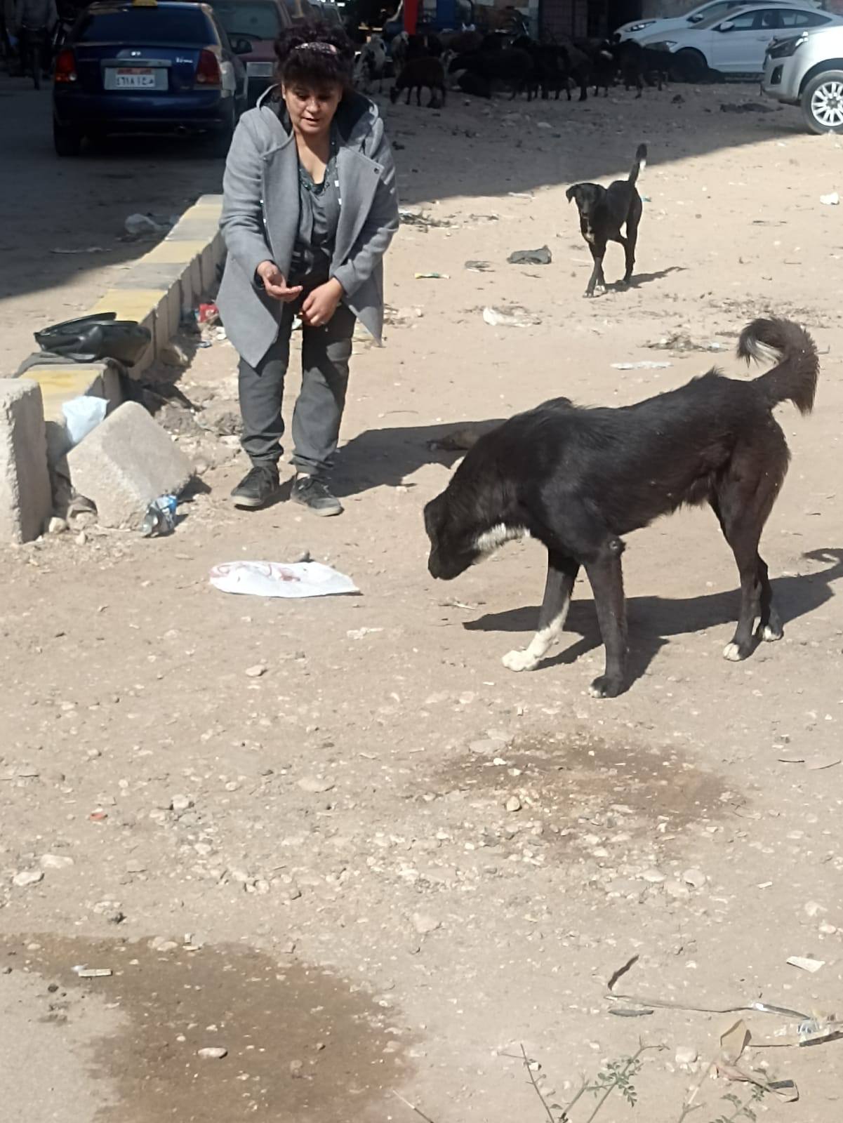 جانب ن التحصين للكلاب