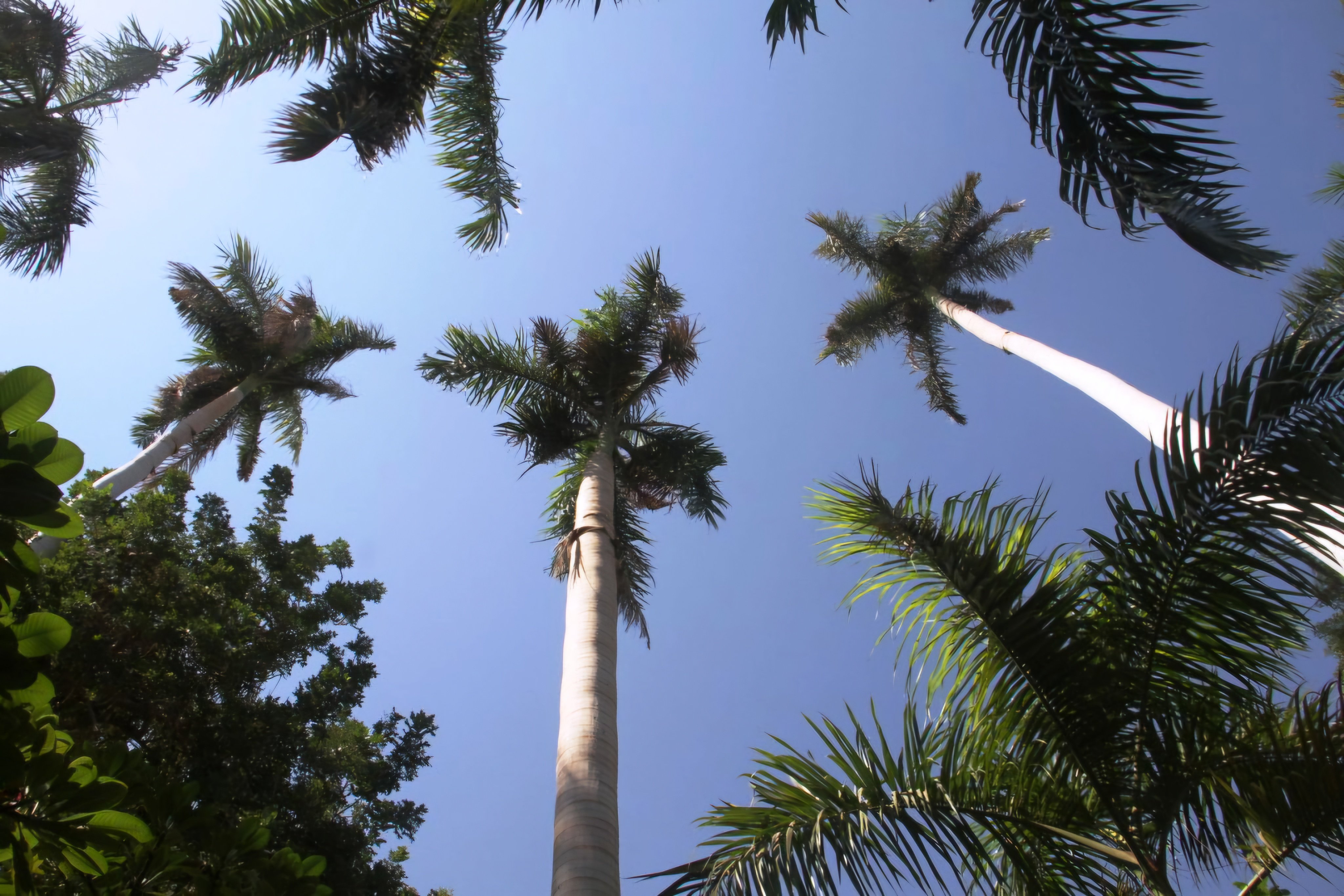 نباتات نادرة في أسوان