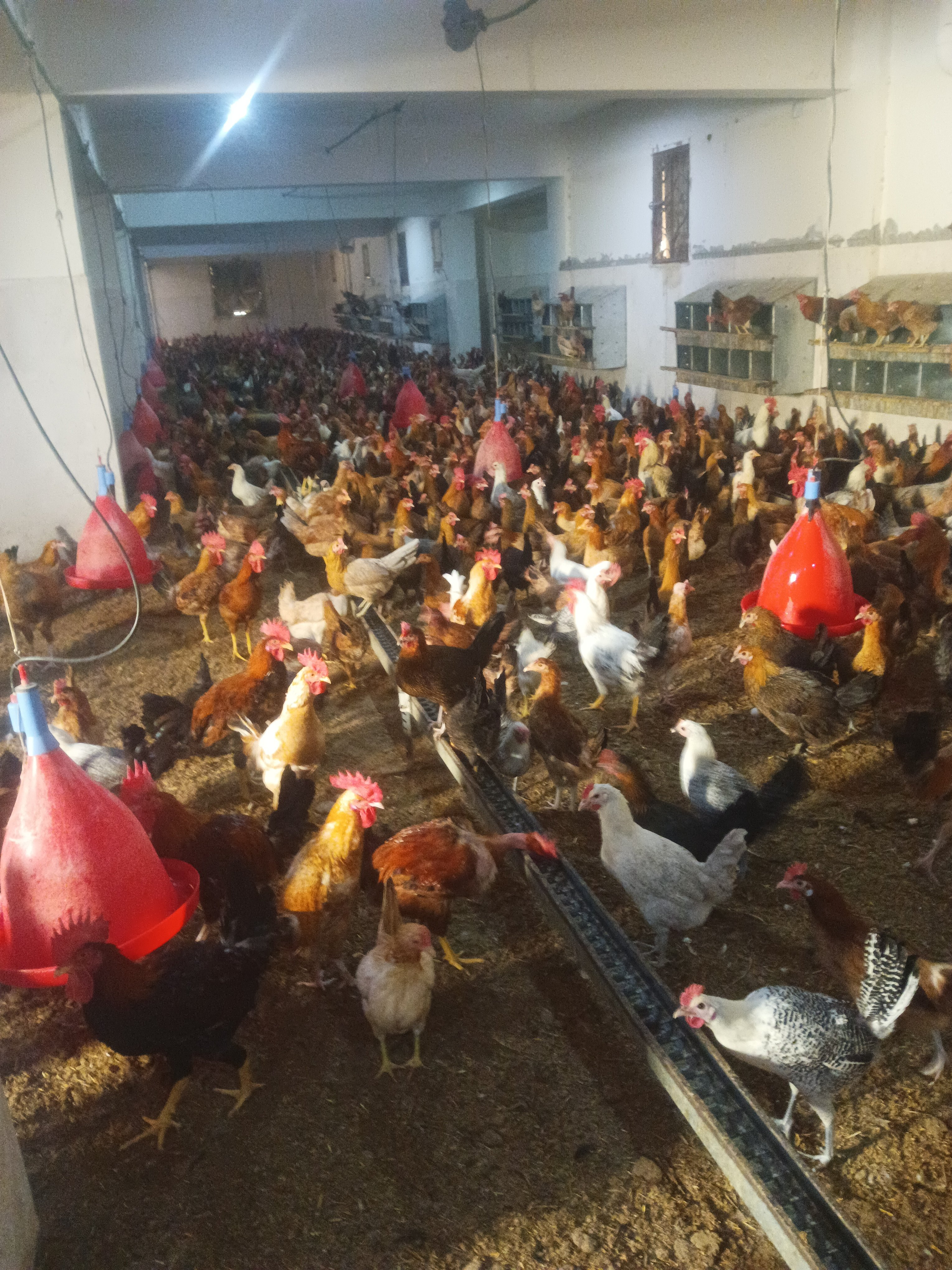 محطة إكثار الدواجن بحى غرب سوهاج محطة إكثار الدواجن بحى غرب سوهاج