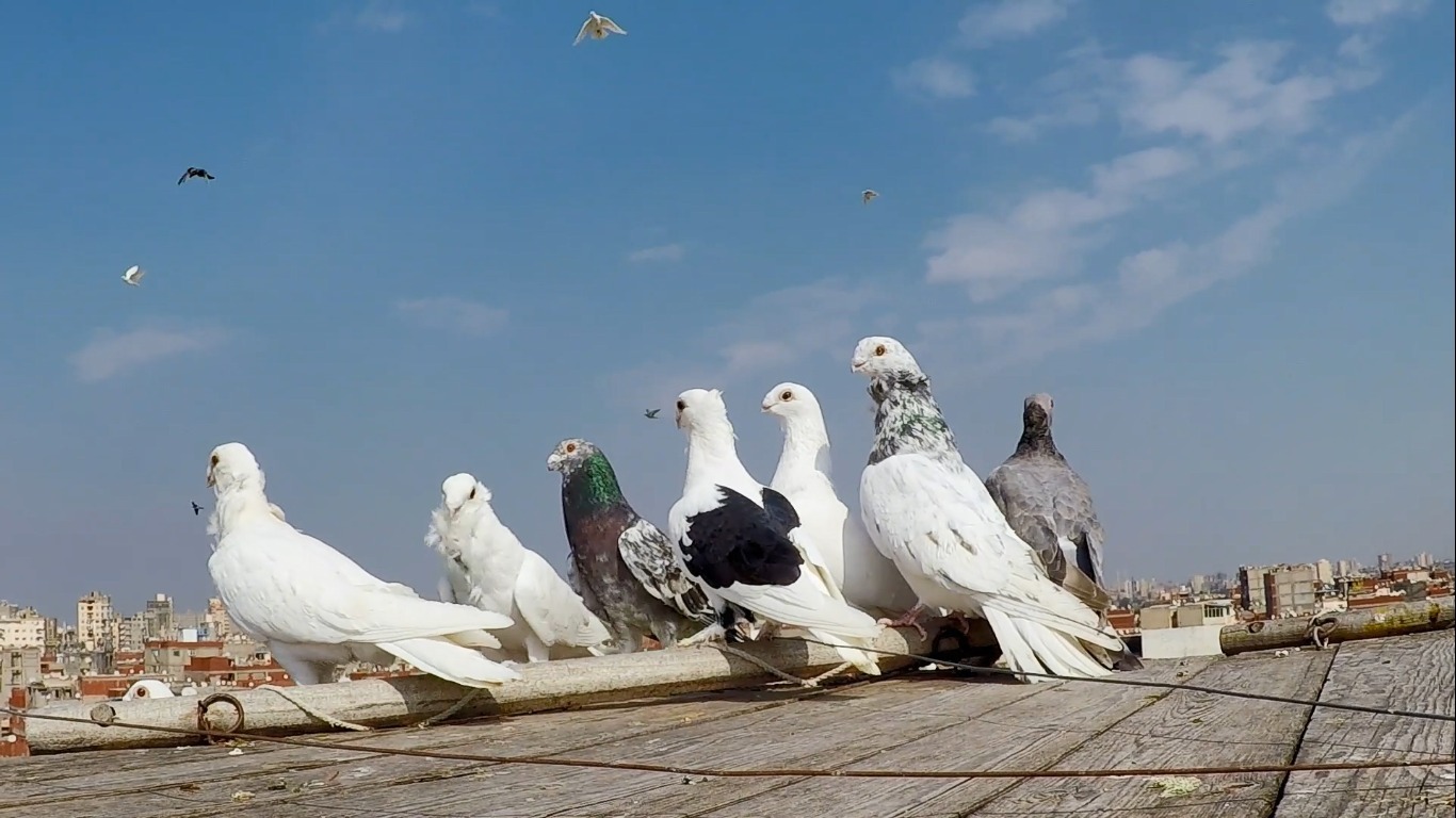 أحلام منسية للمخرجة المخرجة مروة الشرقاوي