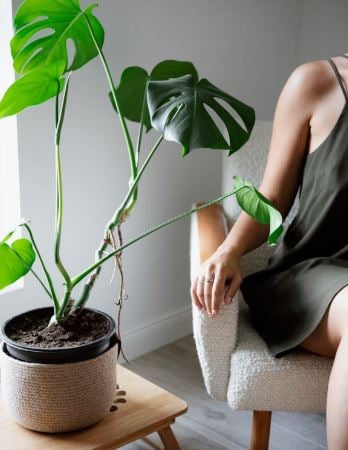 العناية بالبناتات الداخلية