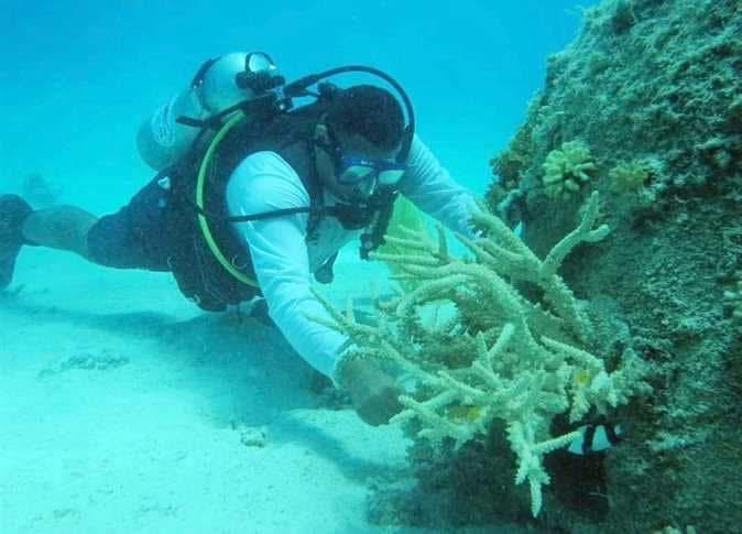 شعاب مرجانية مختلفة فى الاعماق شعاب مرجانية مختلفة فى الاعماق