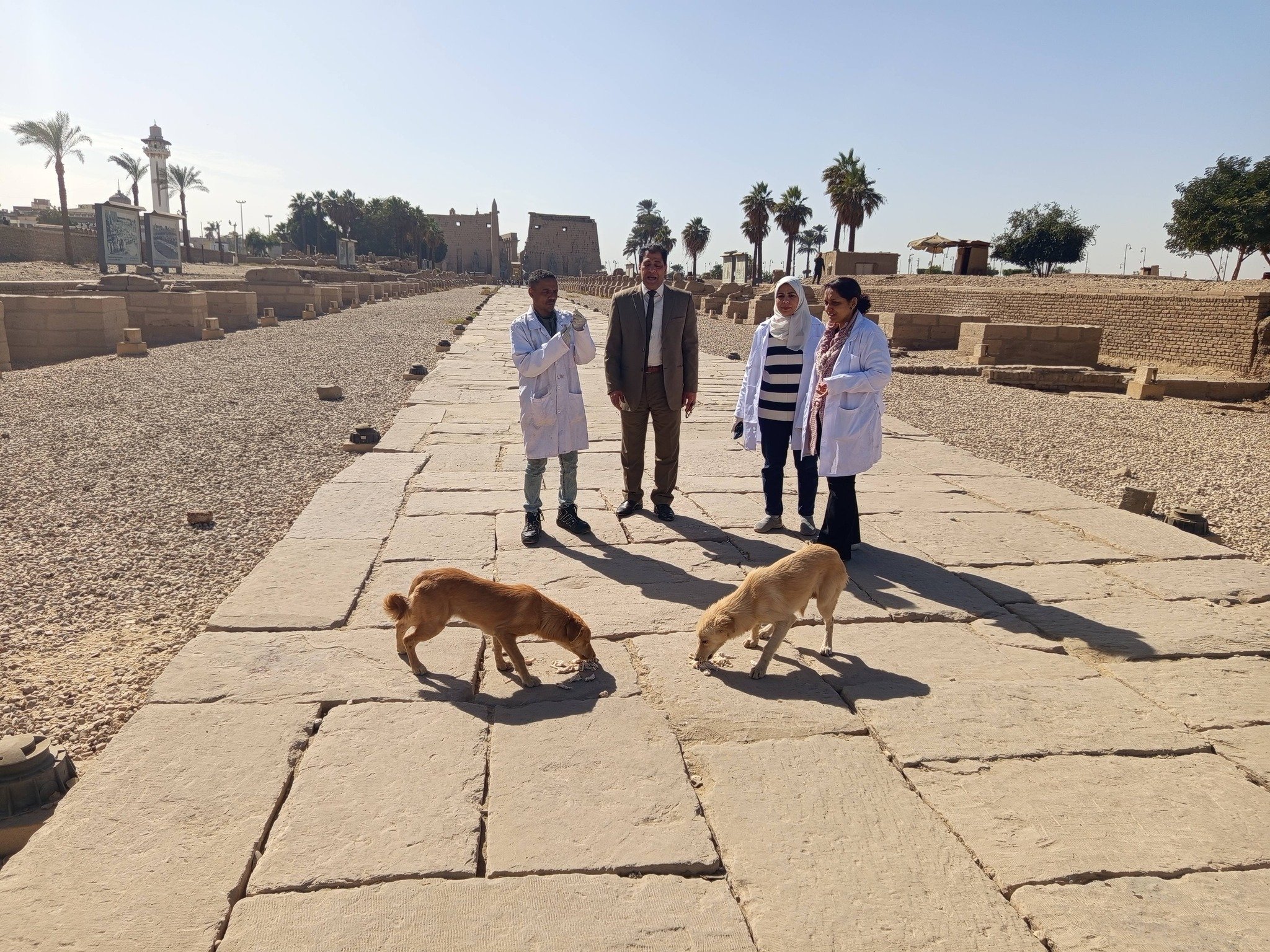 لجنة أعمال لجنة تحصين الكلاب الحرة فى طريق الكباش الفرعونى