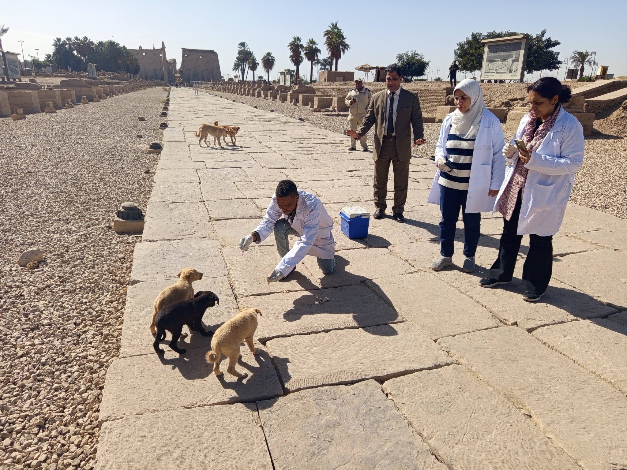 جانب من تحصين الكلاب الحرة فى طريق الكباش
