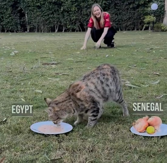 قط السفارة الألمانية يختار منتخب مصر