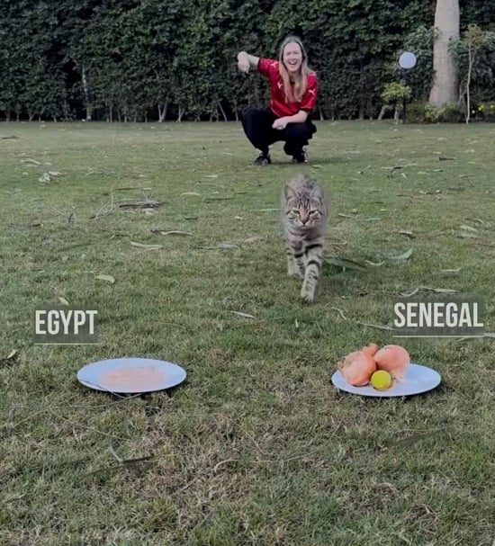 قط السفارة الألمانية ينافس القط نيمبوس