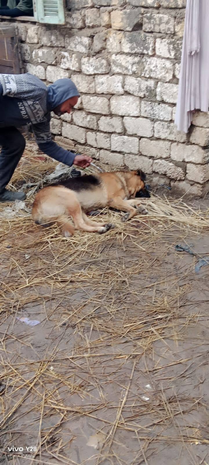 تحصين كلب بقرية ببيلا