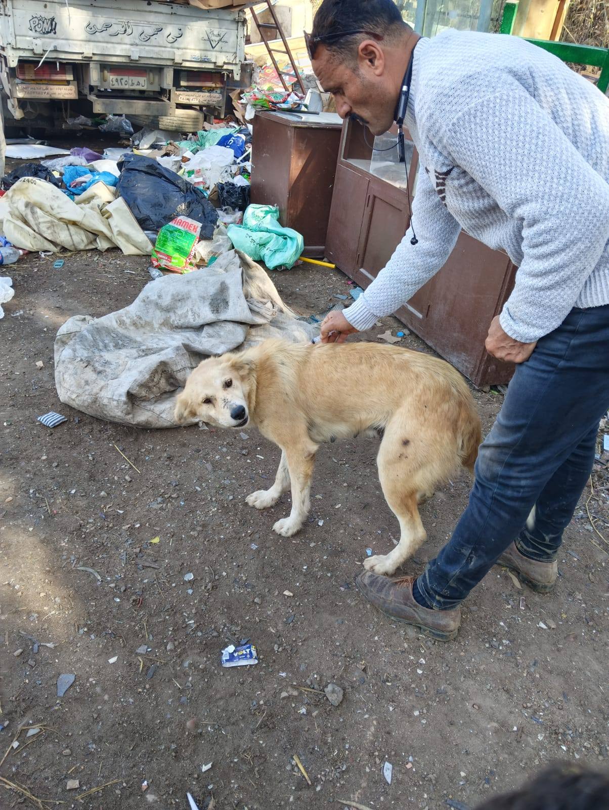 تحصين كلب ببيلا