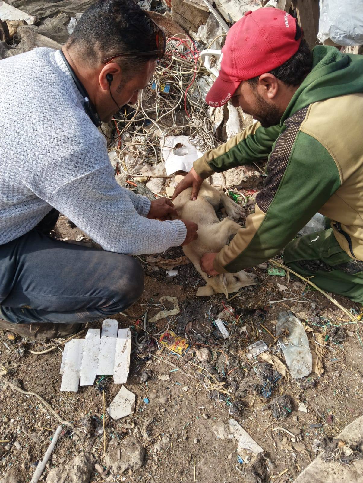 تحصين كلاب صعير ببيلا