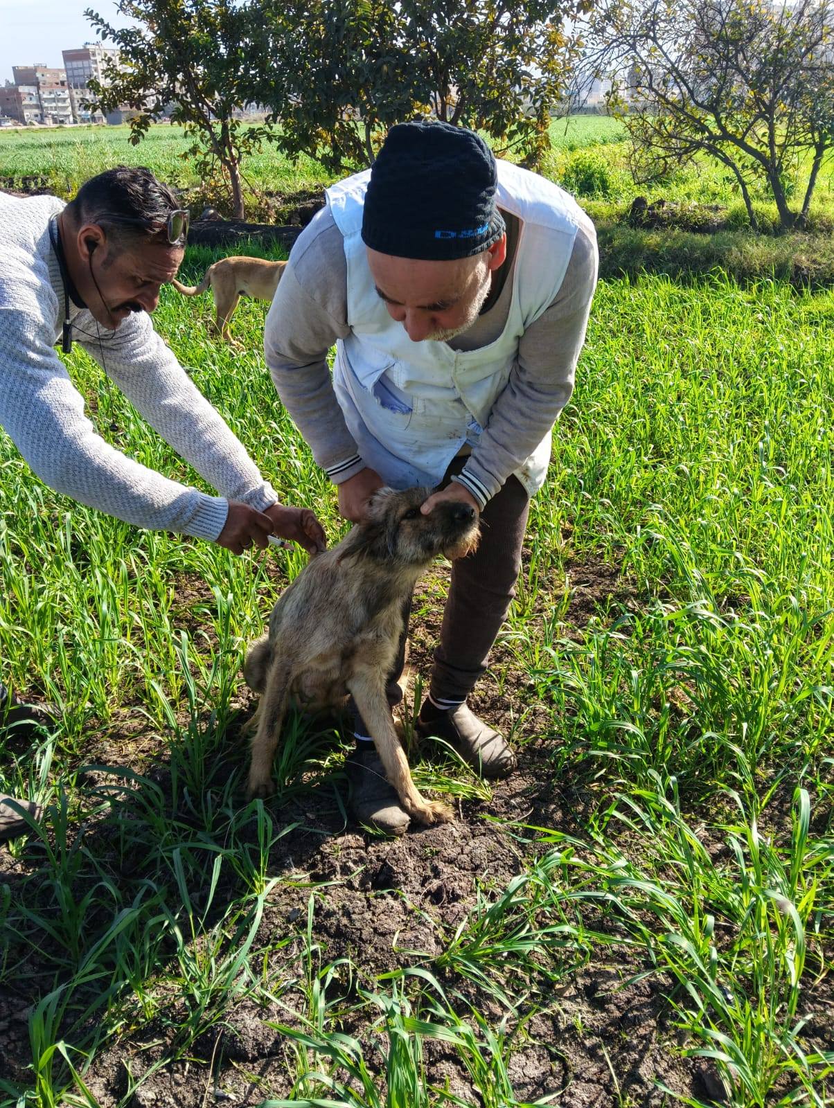تحصين كلب بقرية بمركز دسوق