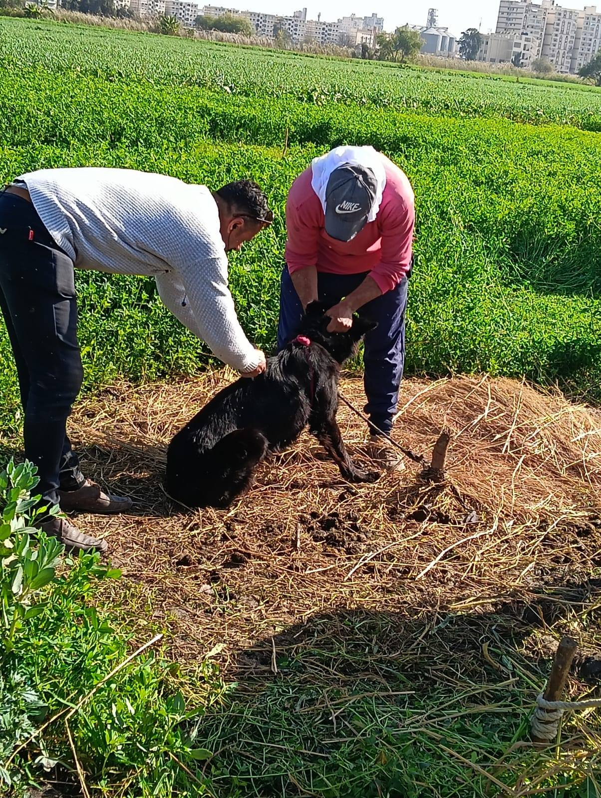 تحصين الكلاب الحرة