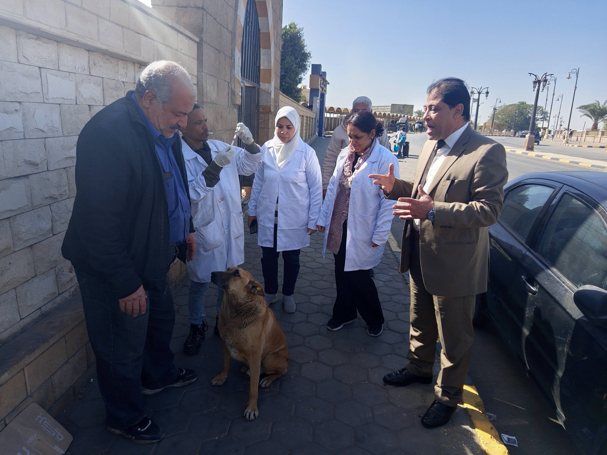 تشكيل لجنة من الطب البيطرى لتحصين الكلاب الحرة في المناطق السياحية بالأقصر