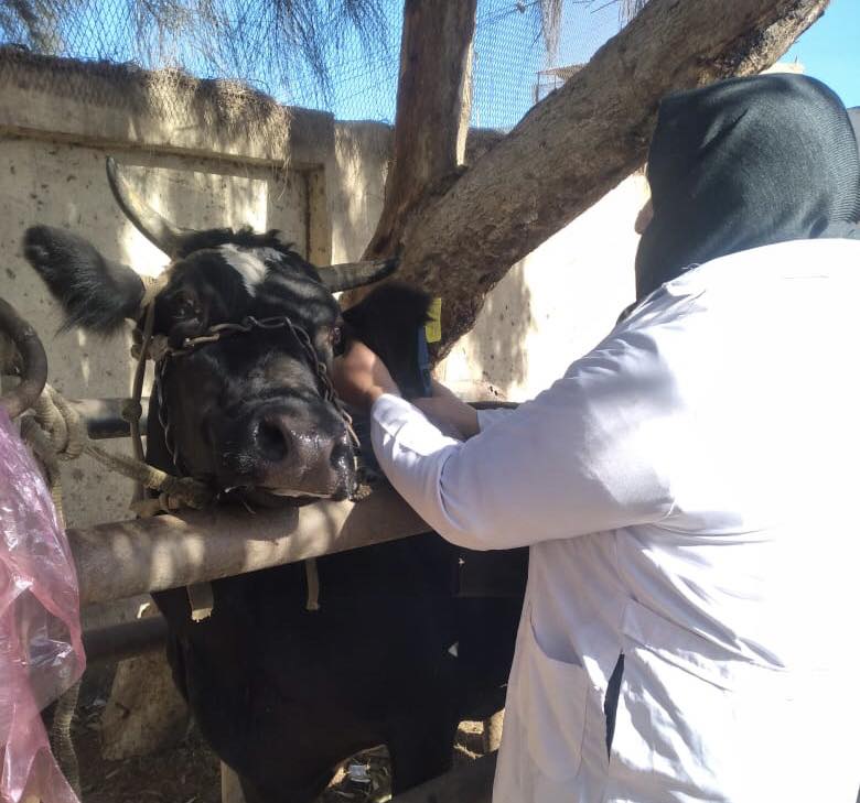 تحصين الماشية ضد الحمى القلاعية