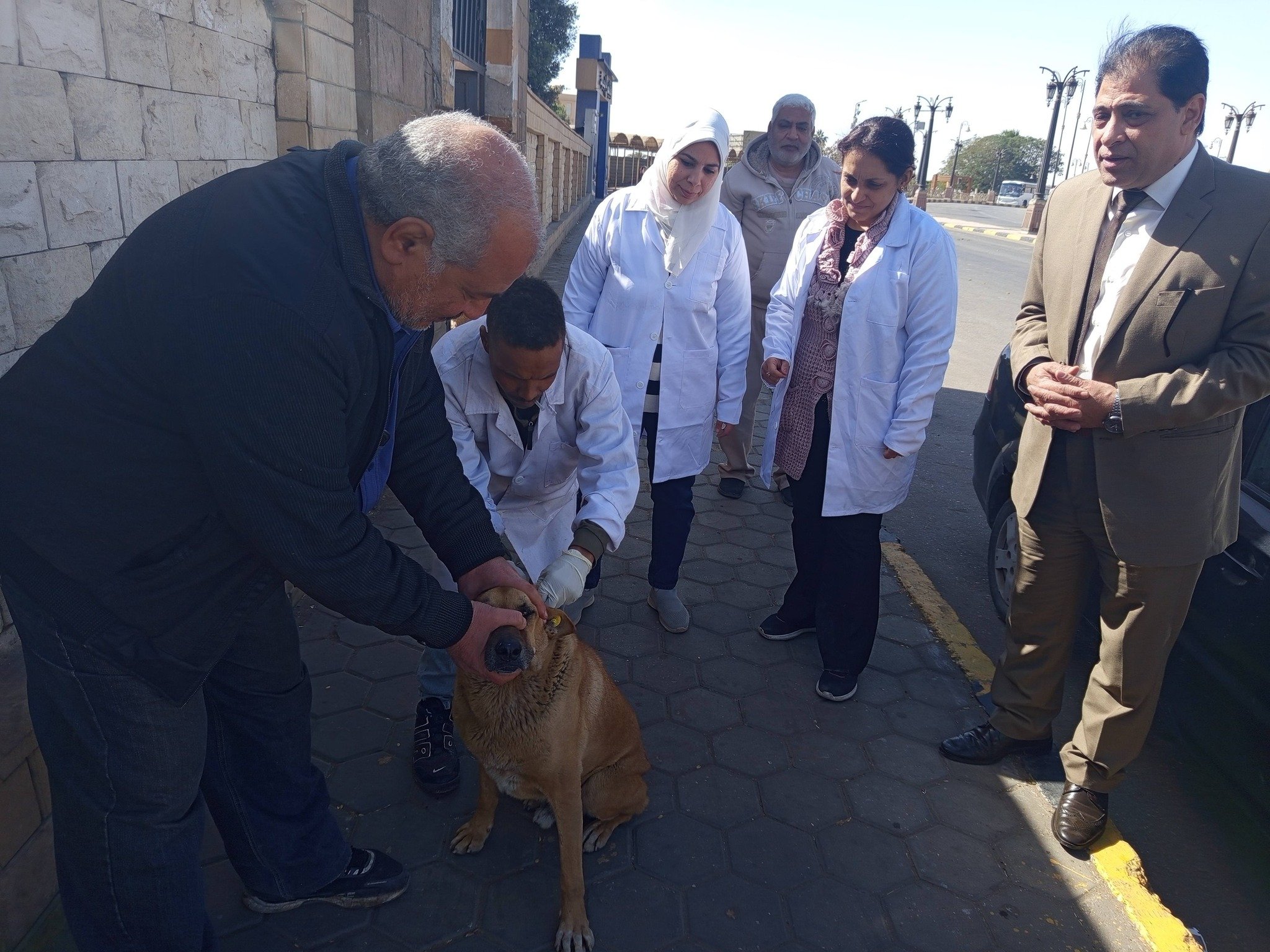 لجنة من الطب البيطرى لتحصين الكلاب الحرة في المناطق السياحية بالأقصر