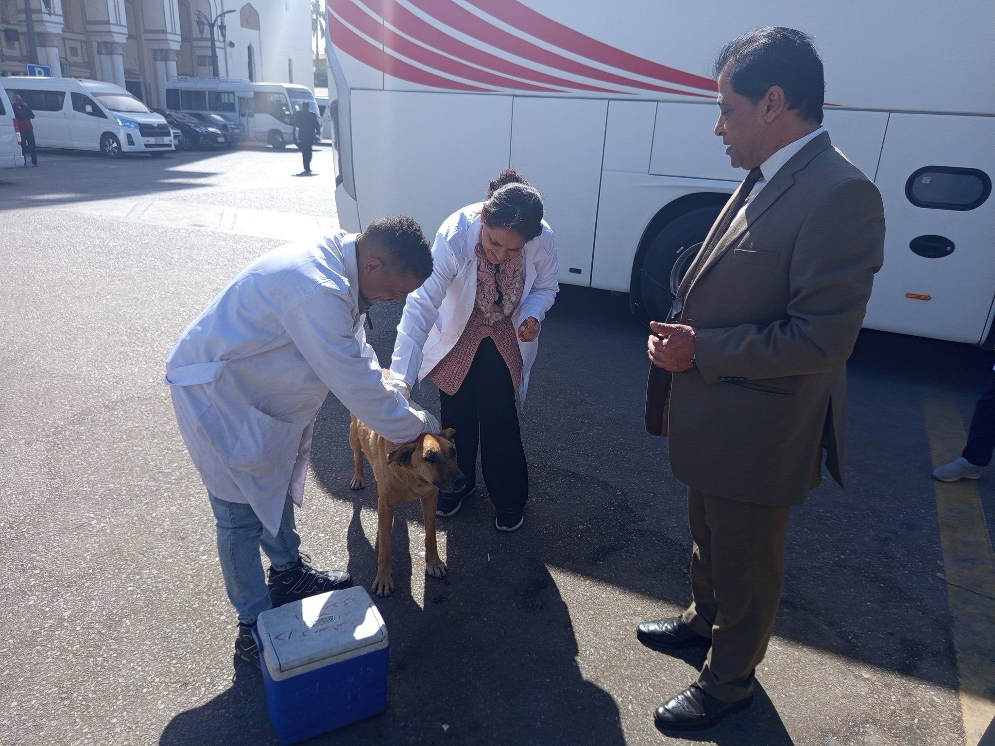 بيطرى الأقصر تطلق حملة لتحصين الكلاب الحرة في ساحة أبو الحجاج