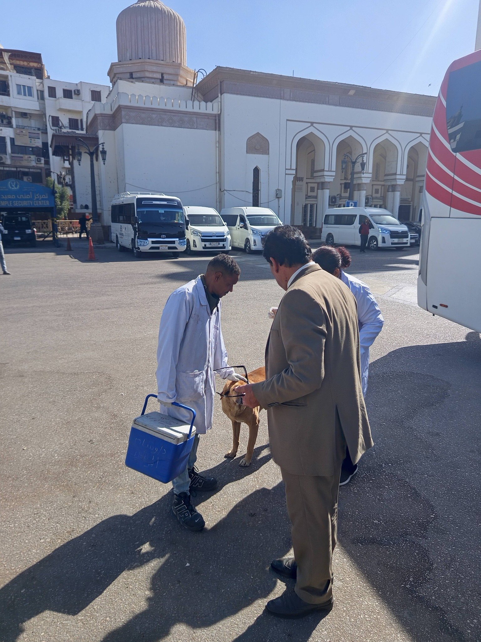 لجنة من الطب البيطرى لتحصين الكلاب الحرة في المناطق السياحية