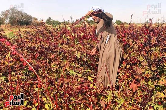 العمل-اليومى-فى-موسم-حصاد-الكركدية-بالأقصر